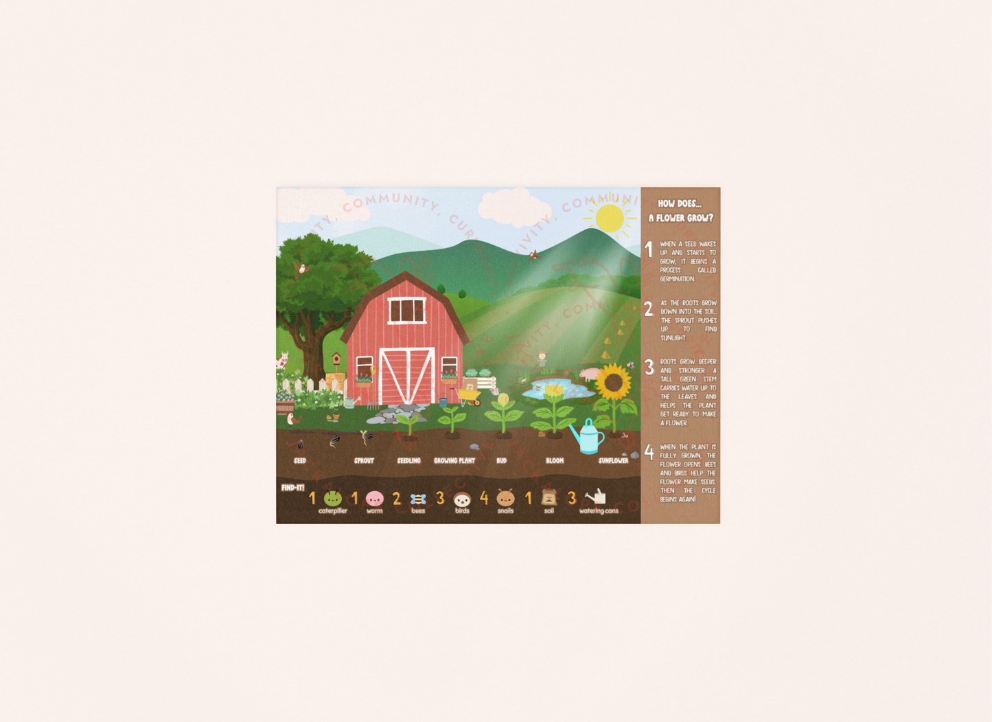 Educational poster for kids titled ‘How Does… A Flower Grow?’ featuring a red barn, sunflower growth stages from seed to bloom, and a farm-themed Find-It activity, displayed in a mockup.