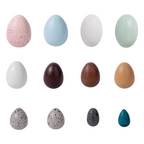 12-Piece Wooden Bird Eggs Set – Nature-Inspired Sensory & Pretend Play