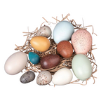 12-Piece Wooden Bird Eggs Set – Nature-Inspired Sensory & Pretend Play
