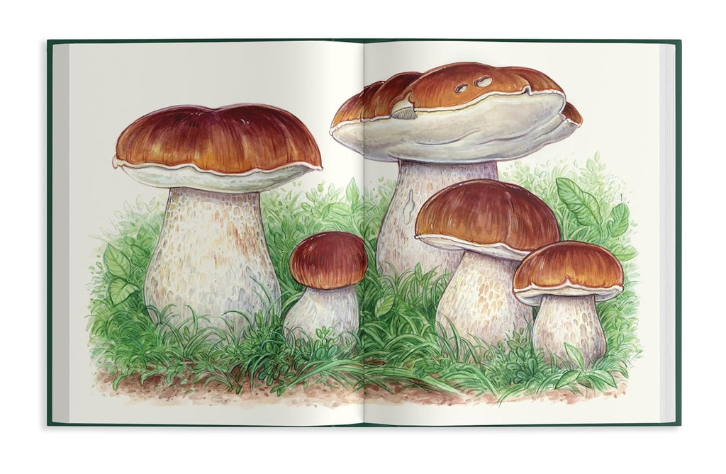 Field Notes From A Fungi Forager
