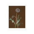 Dietzsch - Dandelion - Postcard