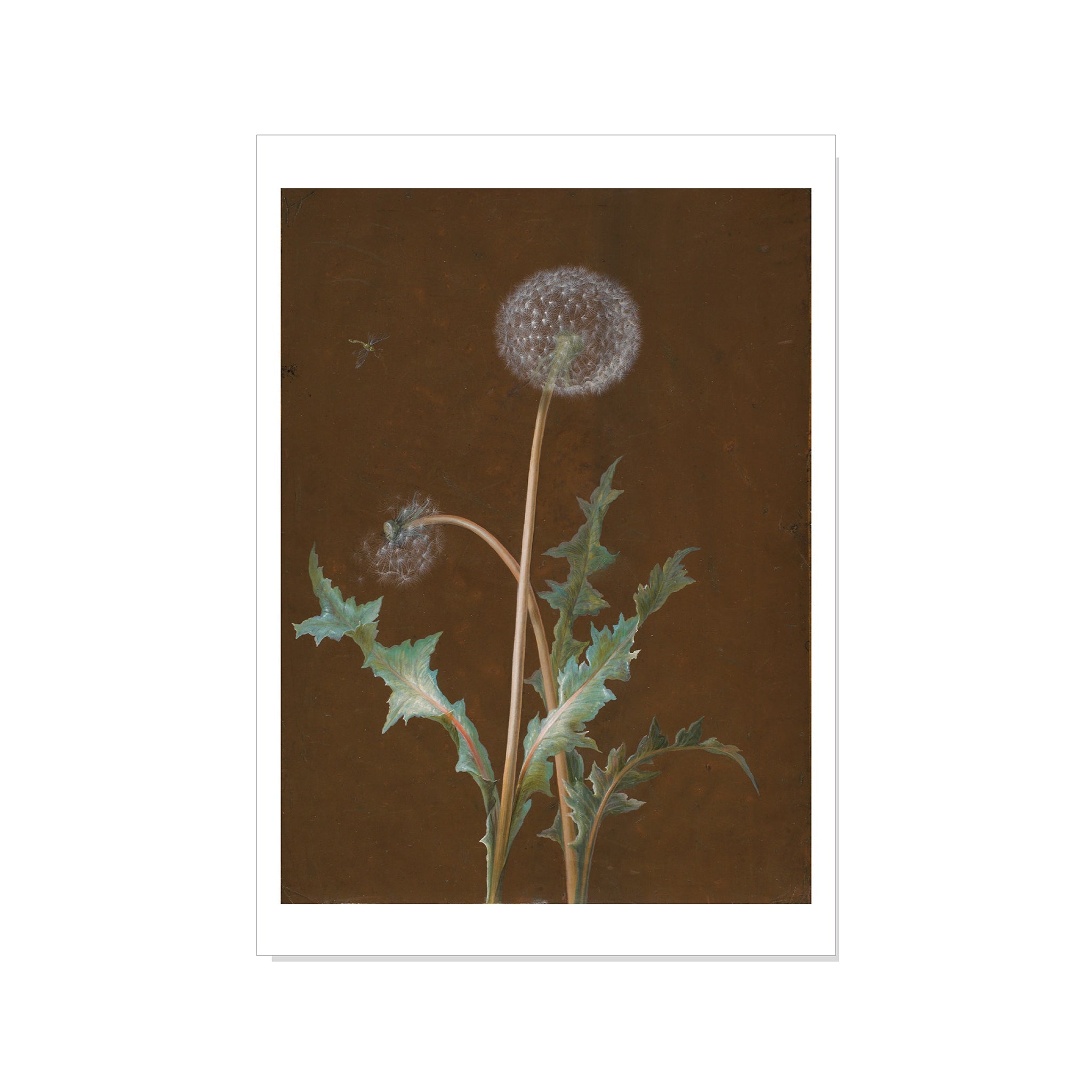 Dietzsch - Dandelion - Postcard