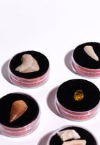Fossil Blind Bag