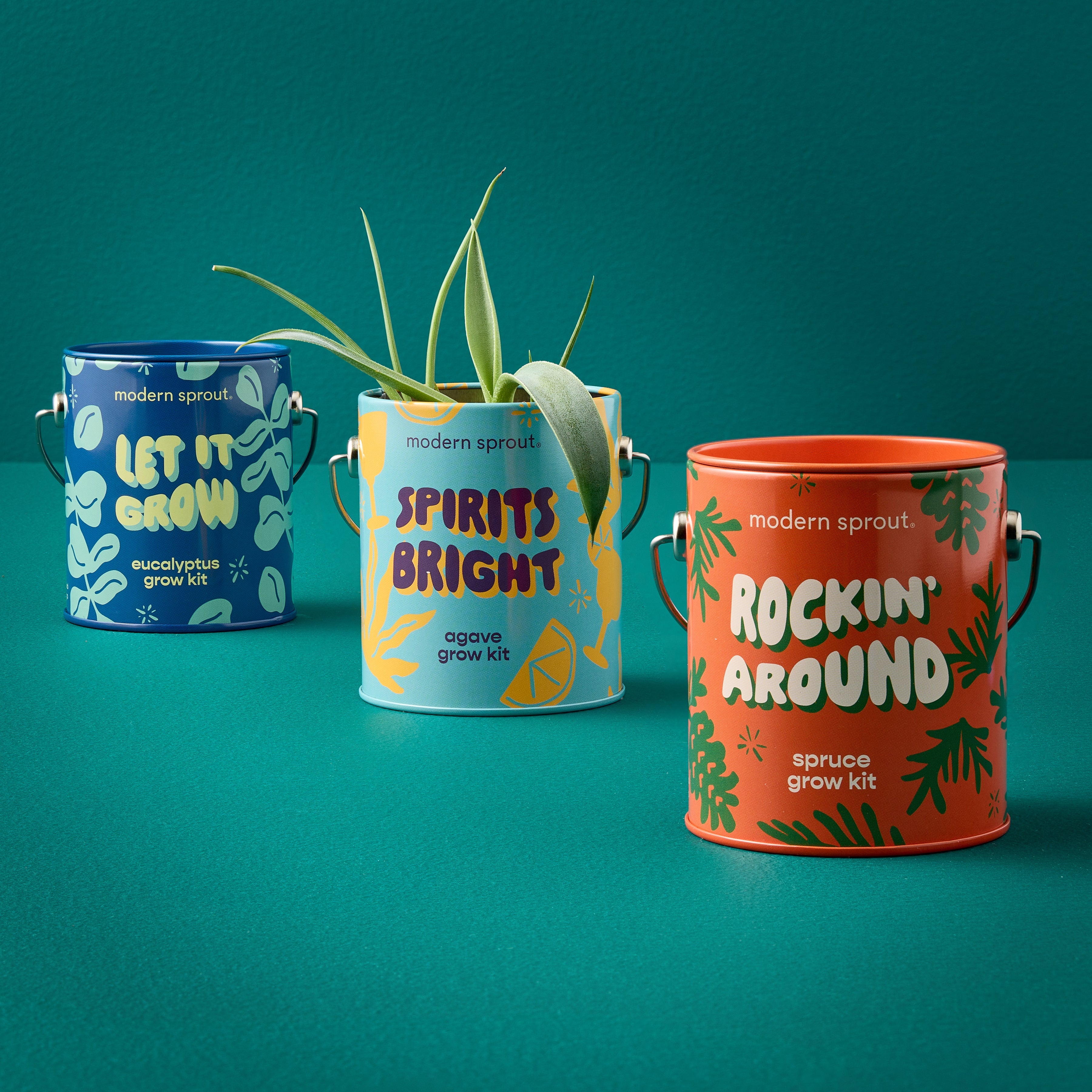 Seasonal Complimentary Colors Grow Kits