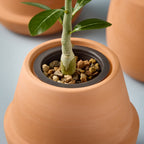 Modern Terracotta Grow Kits