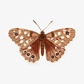 BUTTERFLY | CLEAR VINYL STICKER