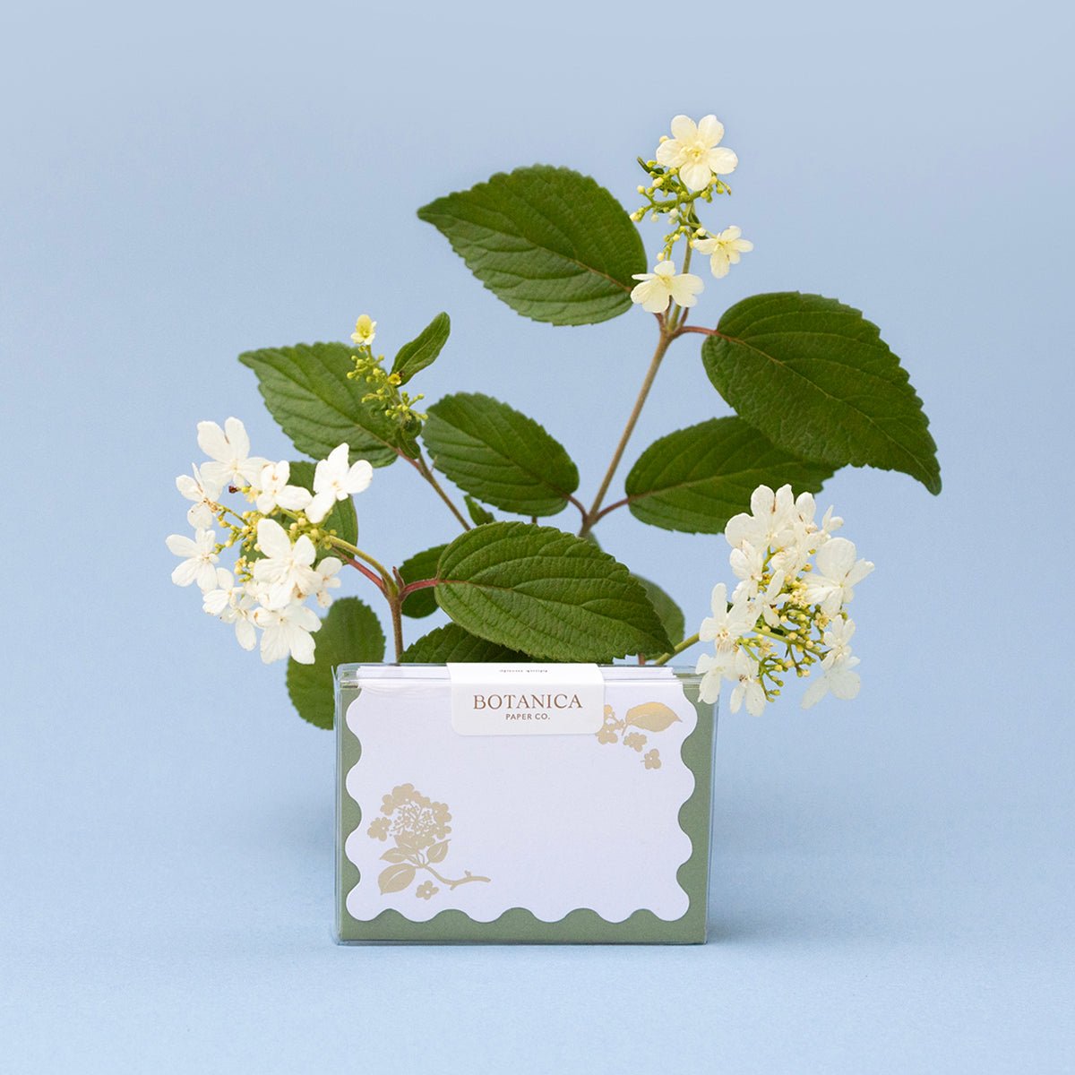 GOLD VIBURNUM | Mini Boxed Cards of 8